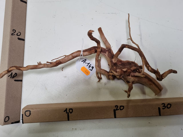 Racine araignée A-149