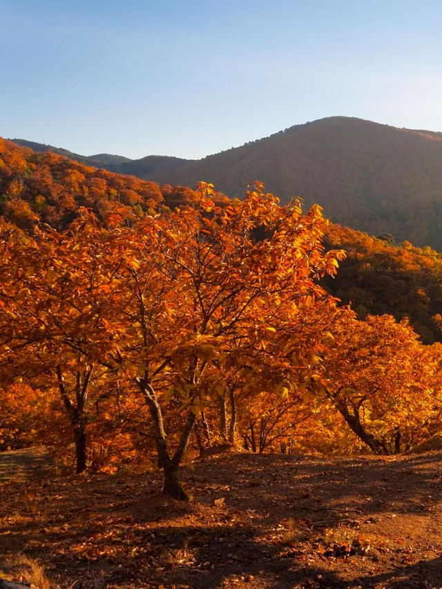 Bosque de Cobre - Pujerra