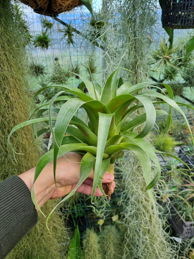 Tillandsia Samantha (mooreana x kalmbacheri)