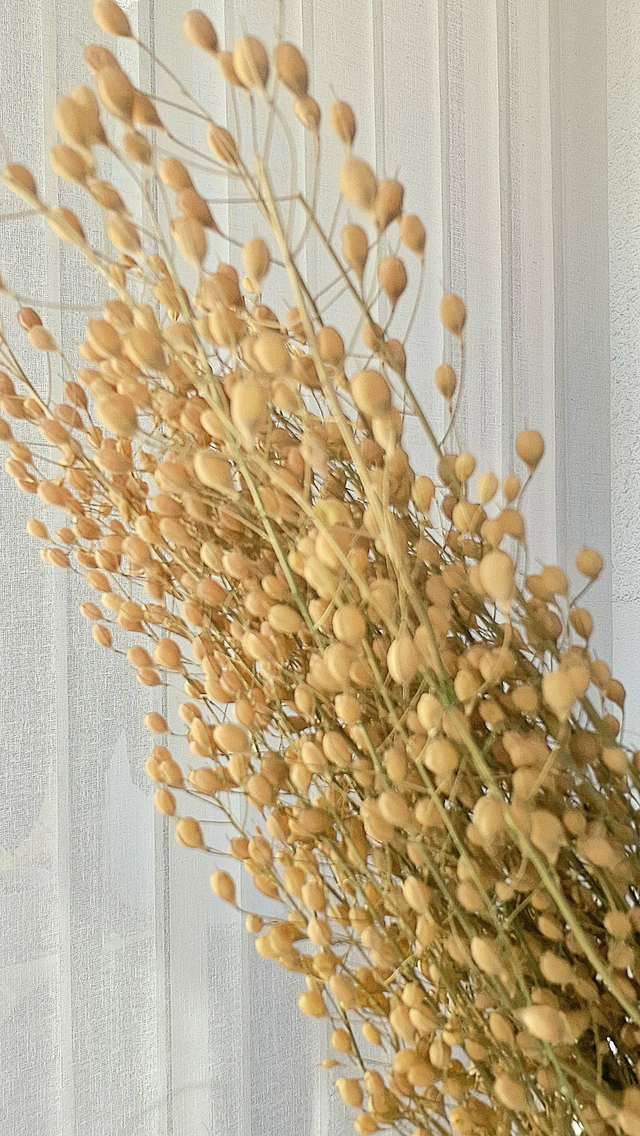 Vide atelier - Cress attraxa naturel