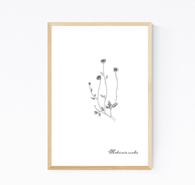 Camomille, matriaria recutita