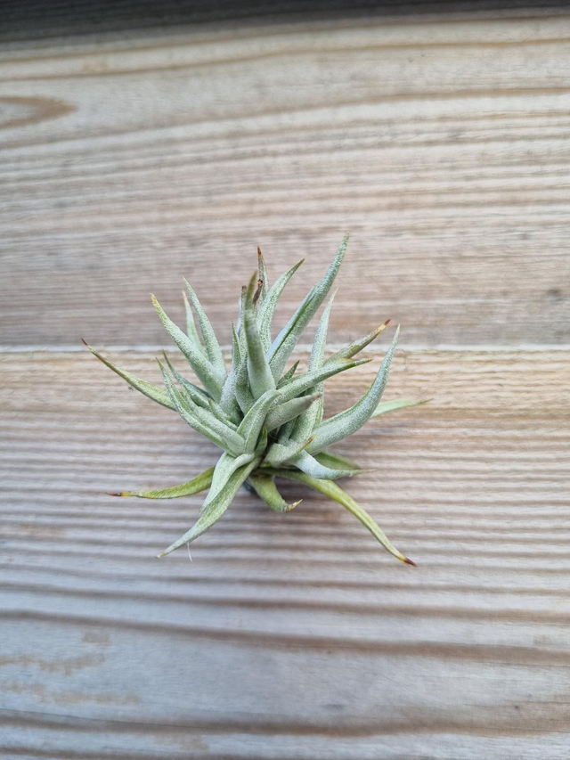 Tillandsia funebris
