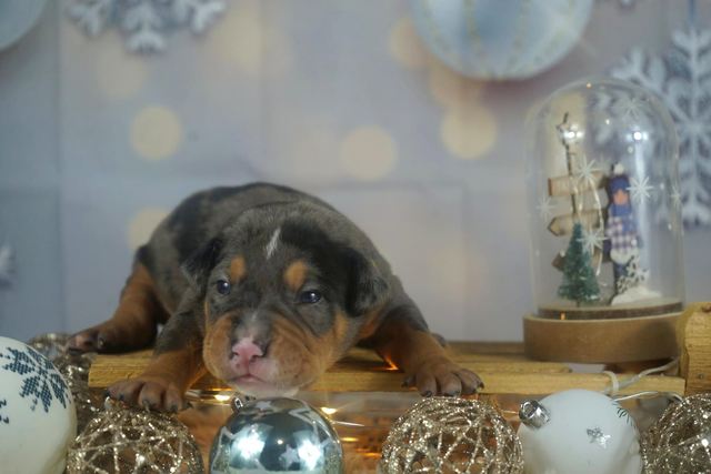 Phoenix Bully's Kennel Arrow