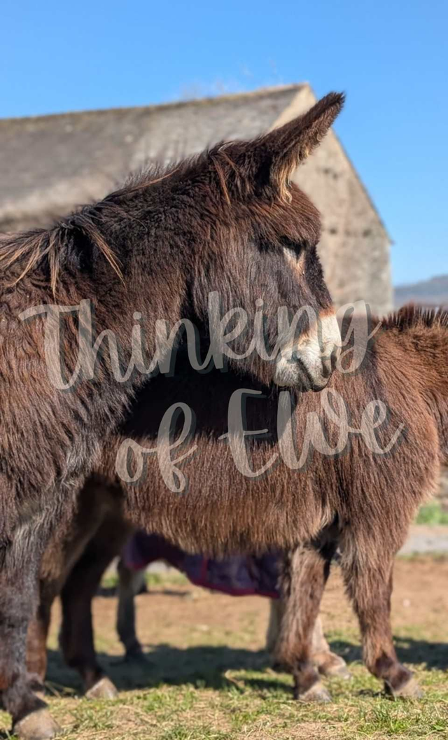 Donkey offering shade to the lamb - Hand crafted Reclaimed Wood