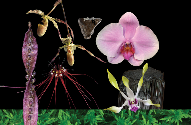 Energy Matrix Protection Combination Essence (EMP)