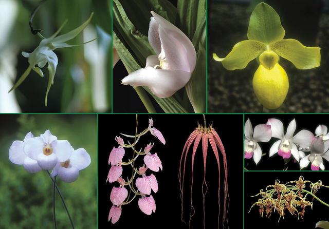 Sleep of Peace Combination Essence