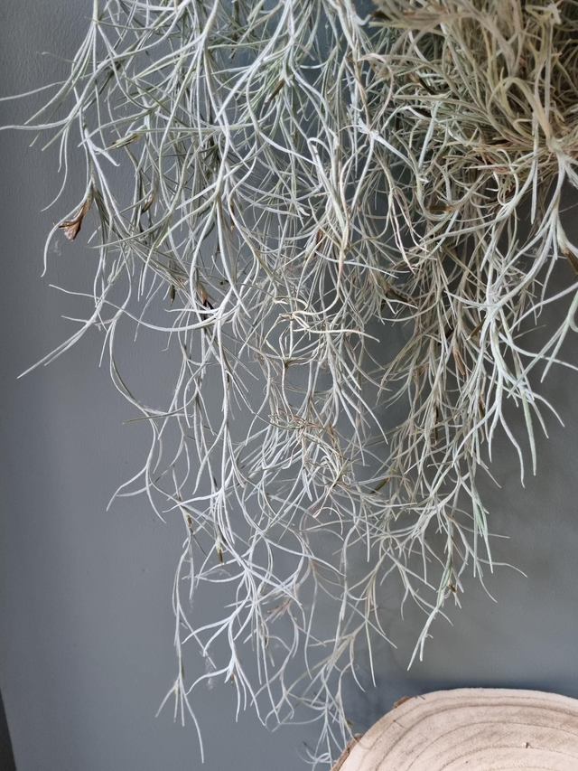 Tillandsia usneoides Coarseed 30 cm