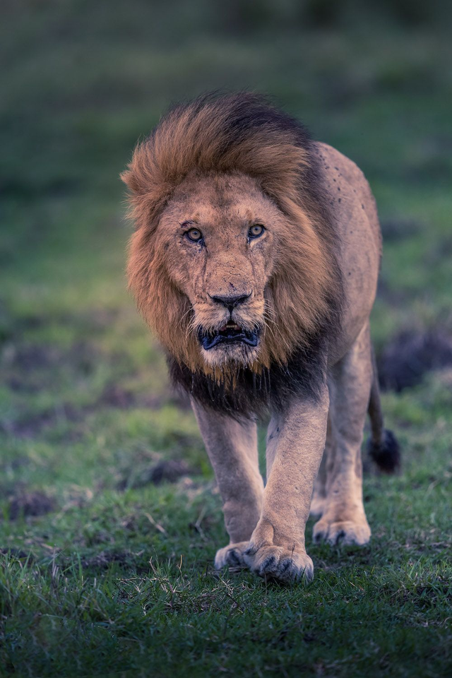 Tirage d'art : Force