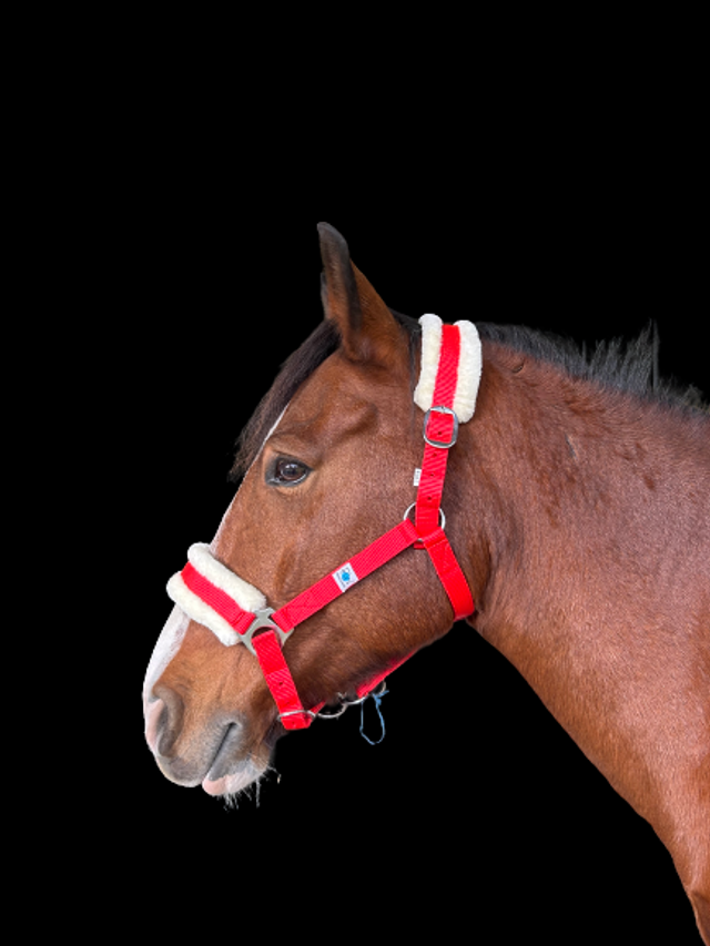 LICOL RIDING WORLD MOUTON SYNTHÉTIQUE