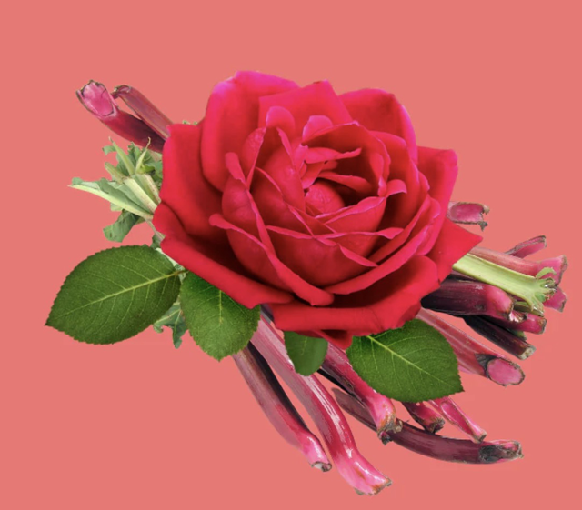 Rhubarb &amp; Rose 