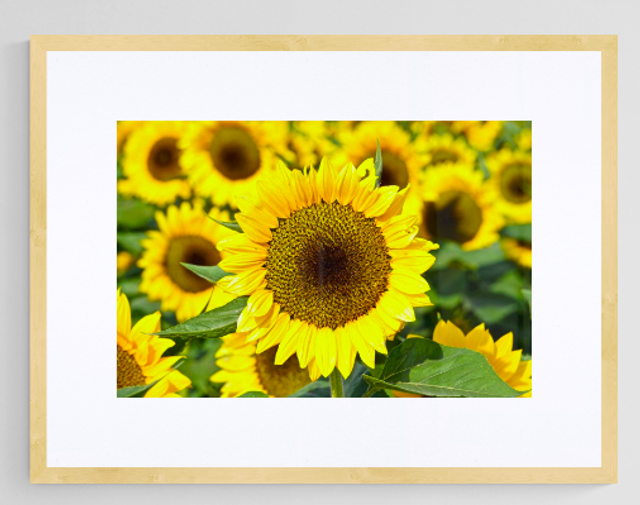Central Sunflower - Print