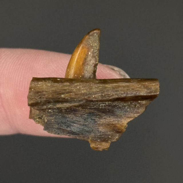 Majungasaurus Jaw Section