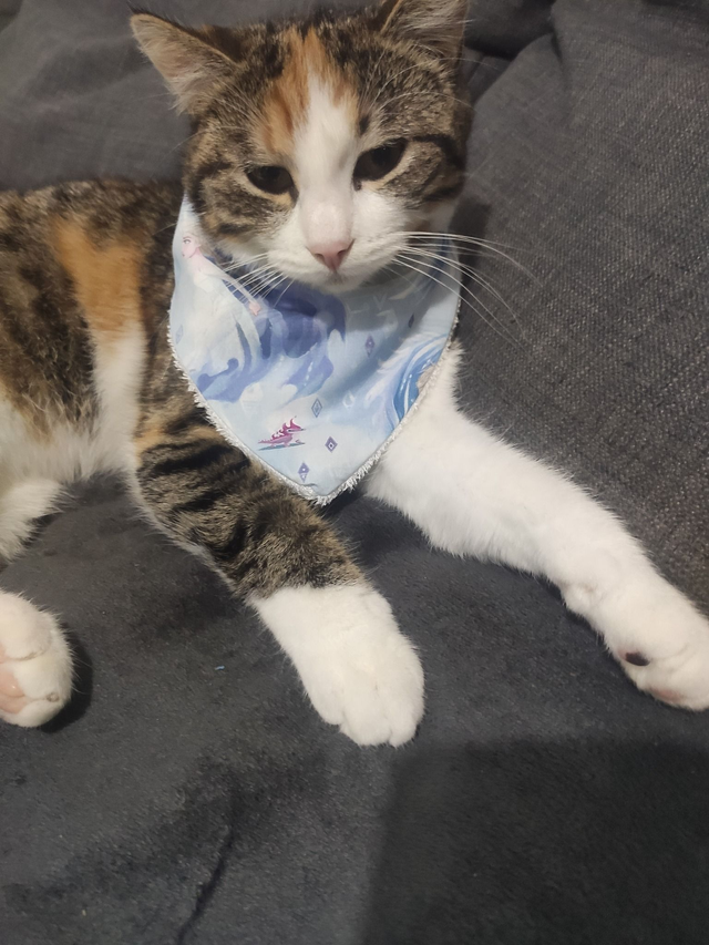 Badanas chat et chien 