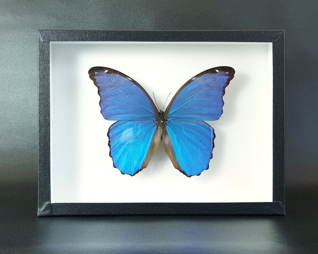 Morpho didius (A-)