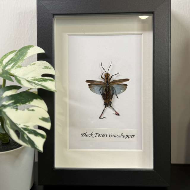 Black Forest Grasshopper 