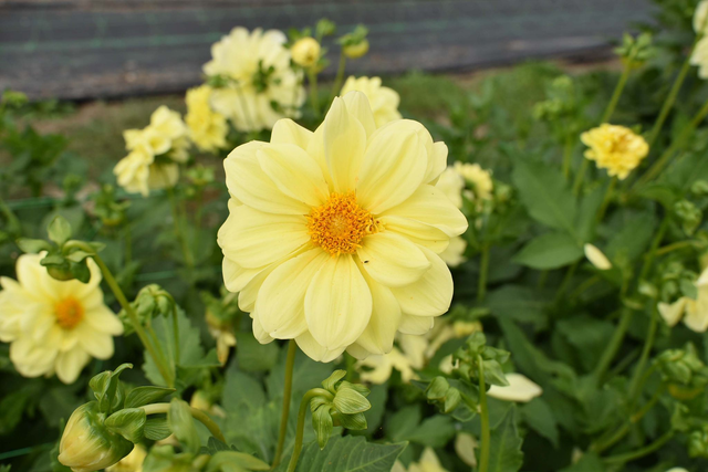 Dahlia 410 (from seed)