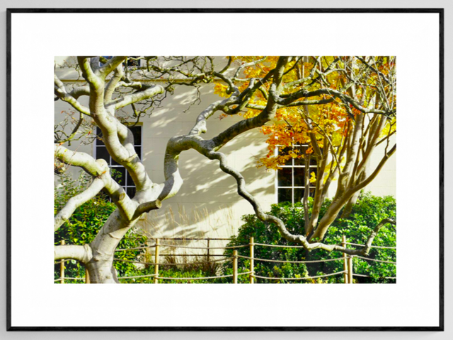 A tree for all seasons- Print