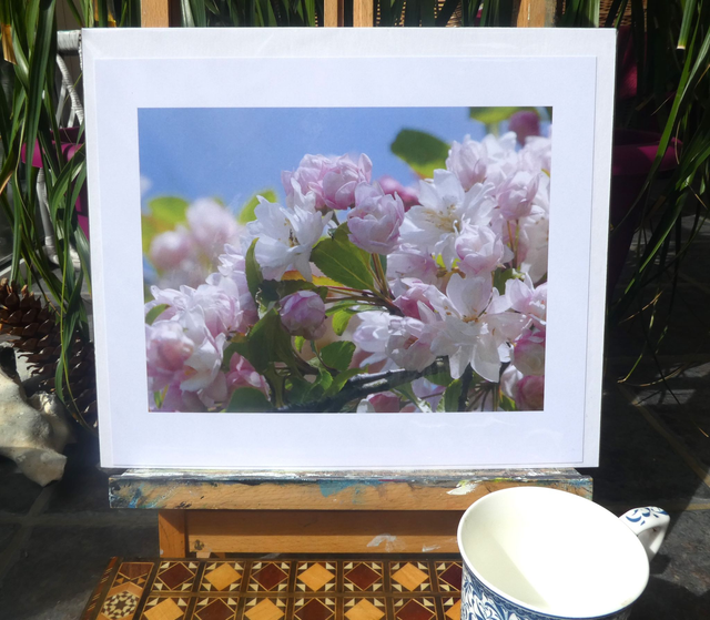 Photographic Open Edition Print, from my "Blossom" collection, "Apple Blossom Pinks"