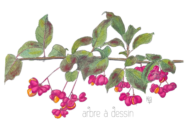 Carte postale botanique - Fusain "Arbre à dessin"