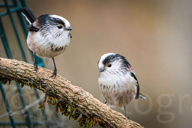 Long-Tailed Tits limited edition poster print.