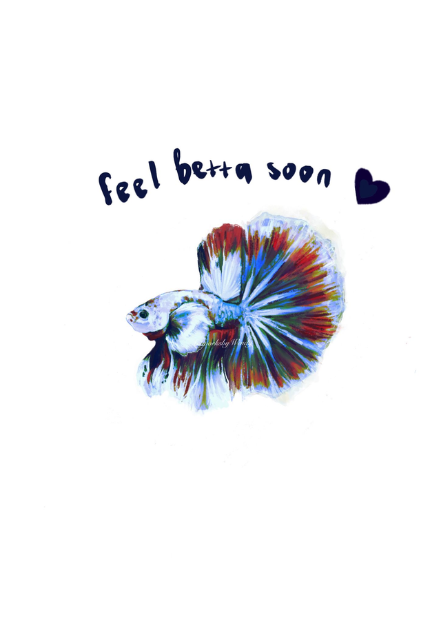 Betta Fish - Rainbow White-face