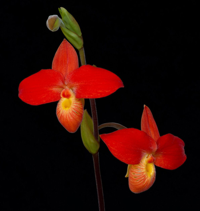 Higher Courage Essence