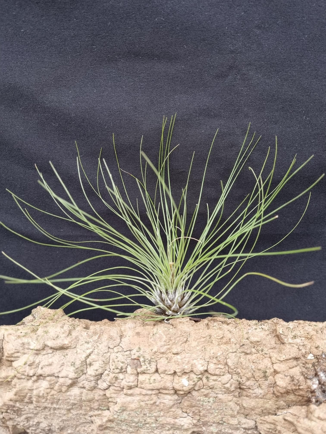 Tillandsia filifolia