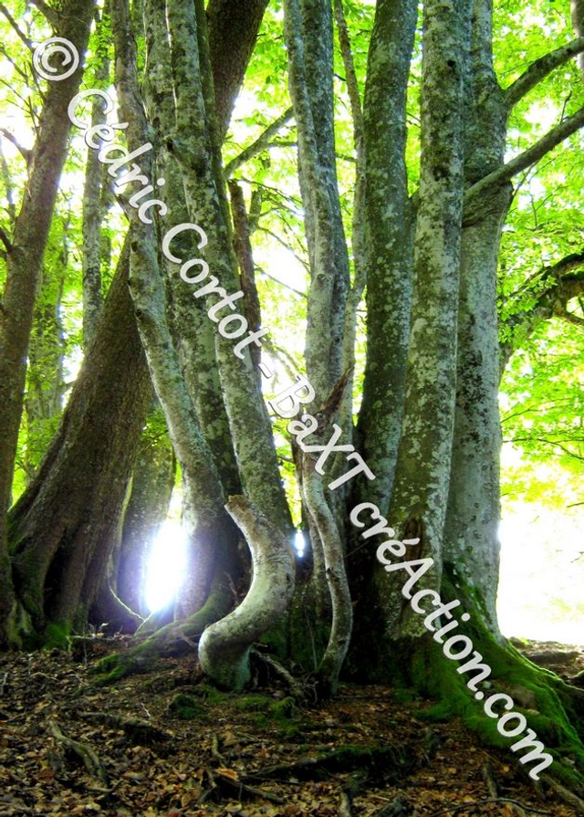 Carte postale - Paysages et divers (Ref IMG_7708)