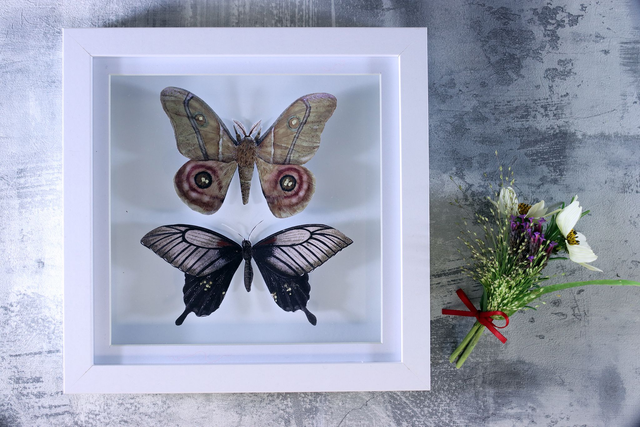 Ethical Entomology: Two Lepidopteras