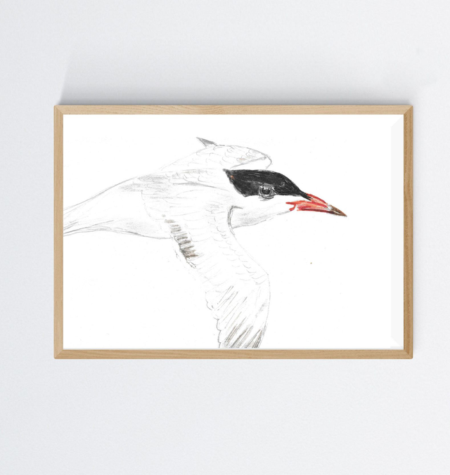 Sterne pierregarin, sterna hirundo