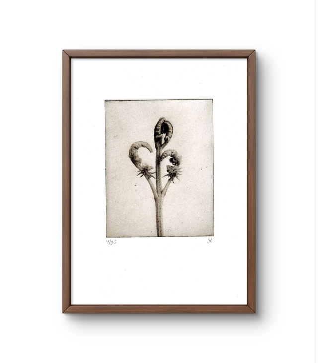 Fern  02 handprint photogravure  13x18