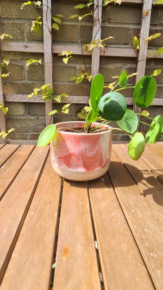 Rounded Planter - Cherry Blossom 