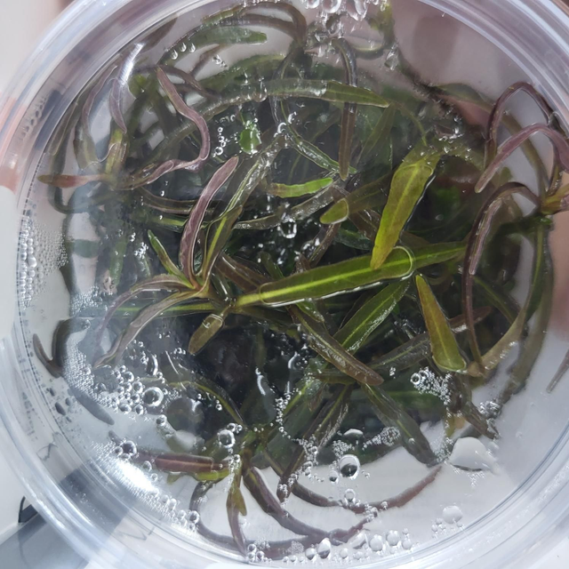 Hygrophila lancea sp araguaia vitro