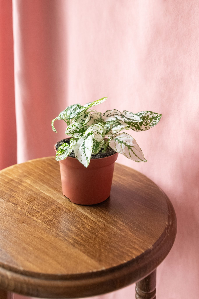 Hypoestes Phyllostachys Blanc 🌿