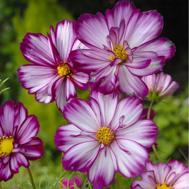 Cosmos Fizzy Rose Picotee