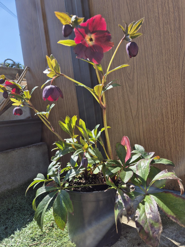 Hellebore orientaliste Rose of Springsteen pot 3L