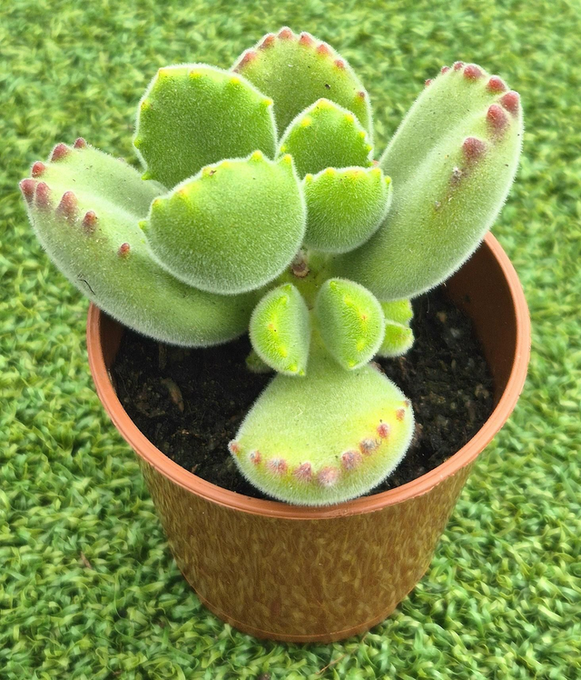 Cotyledon tomentosa - Bear’s Paw