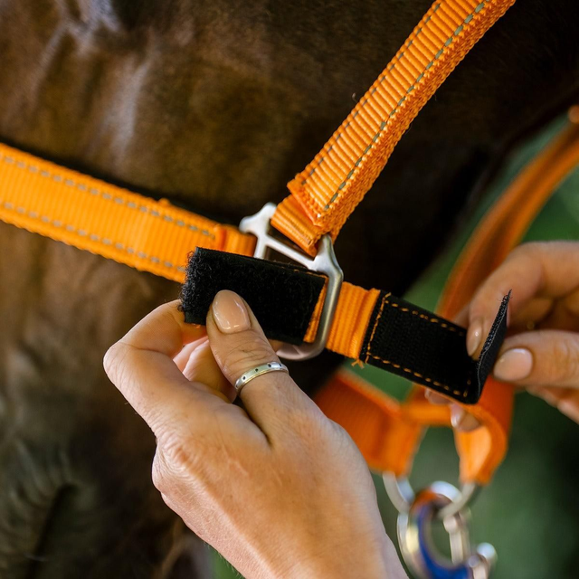Cameo Fieldsafe Headcollar
