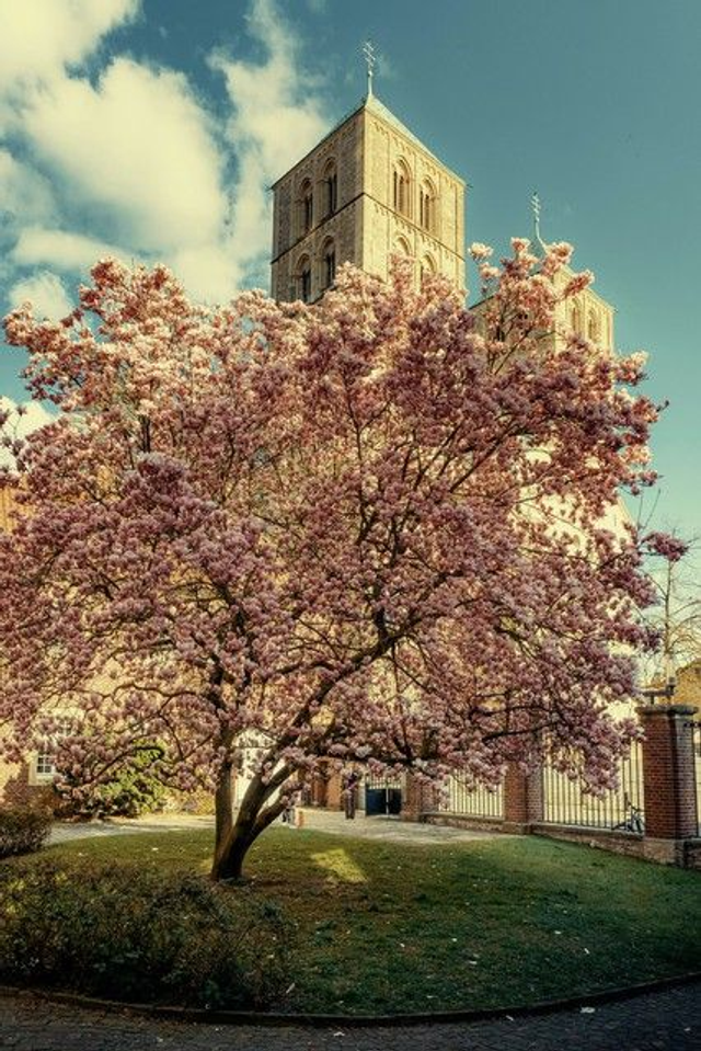 Magnolienbaum am Dom