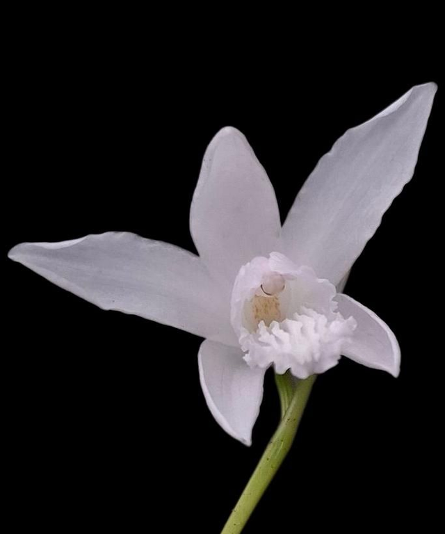 Bletilla striata 'Alba' P9 (1)
