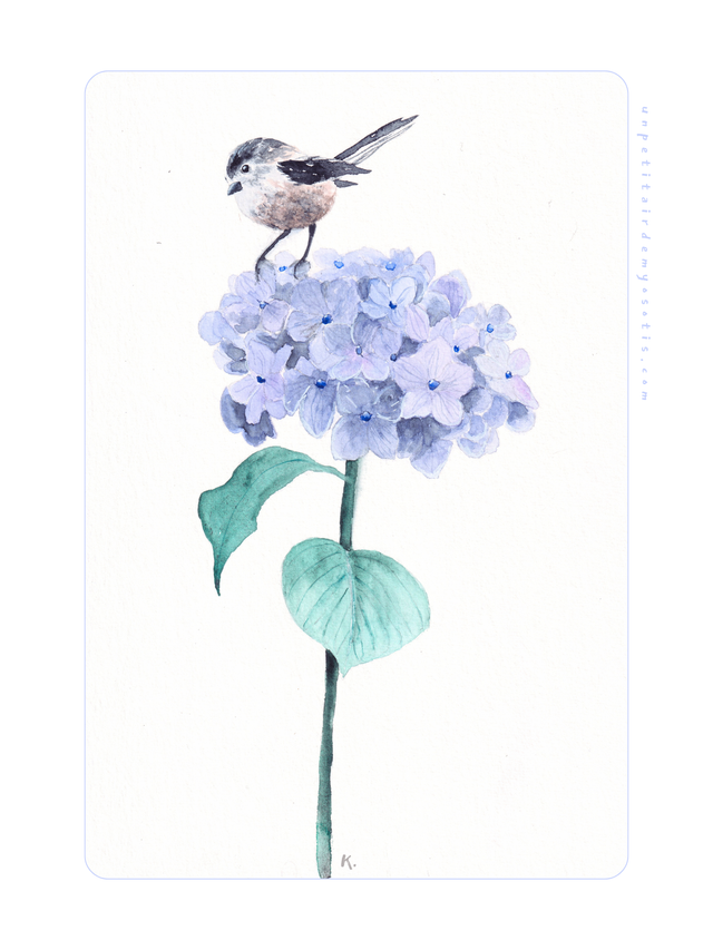 Hortensia et orite