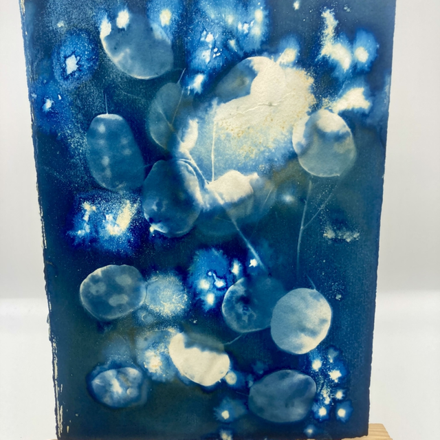 Original Wet Cyanotype - Honesty 