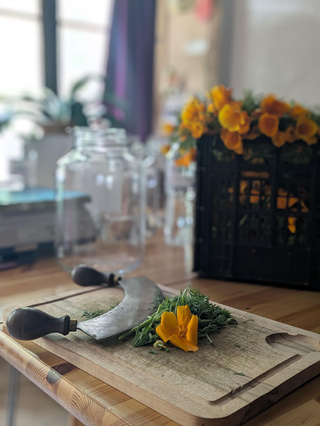 Alcoolature Pavot de californie