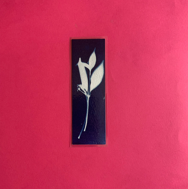 Marque page cyanotype végétal original sur papier épais et plastifié