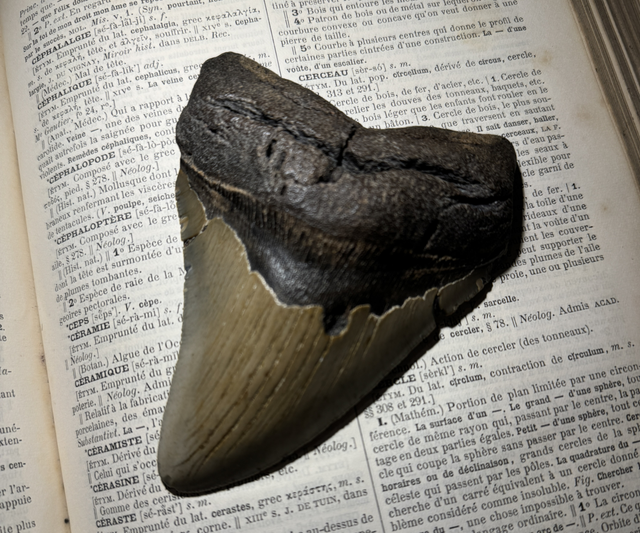 Dent fossilisée de Megalodon 11cm x 9cm