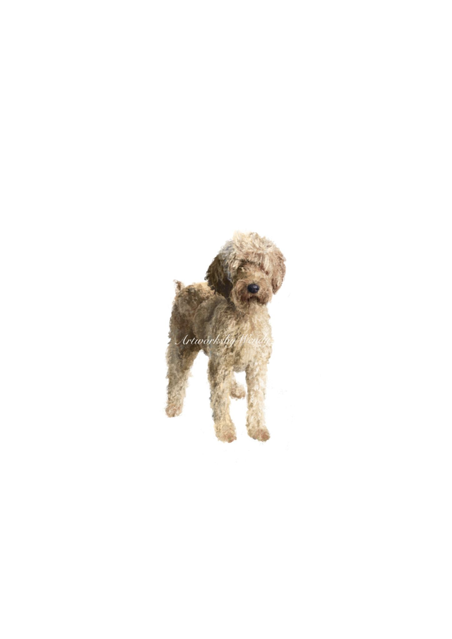 Stetson (Golden Doodle)