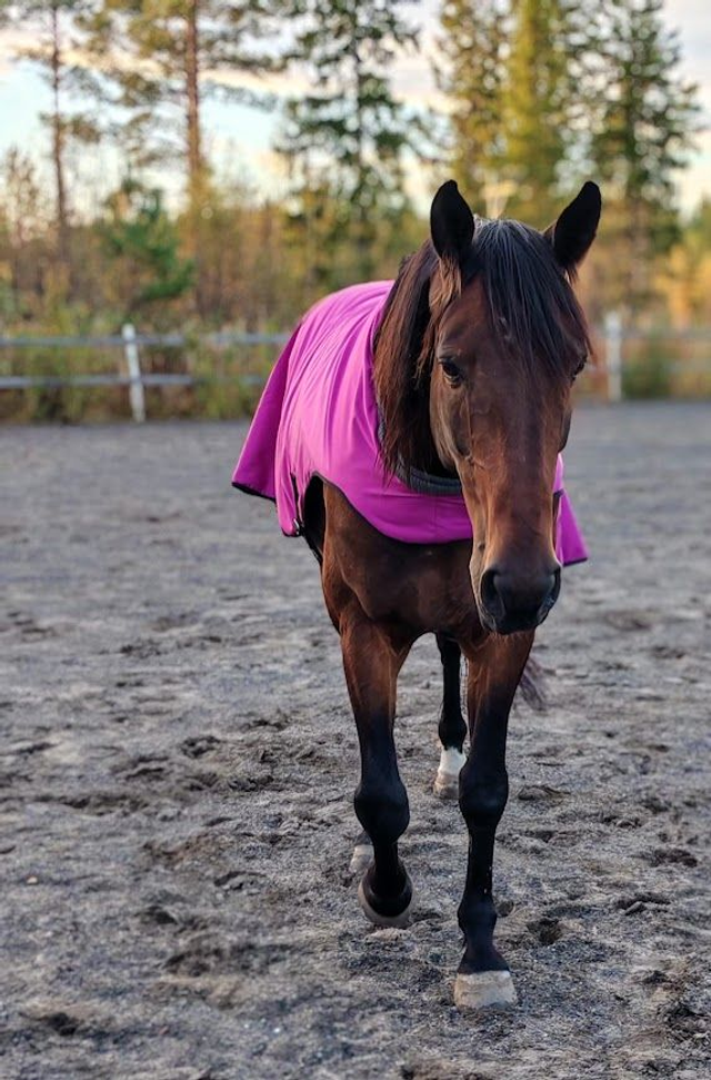 Kävelytysloimi/selänlämmitin, walking rug/back warmer size 140cm