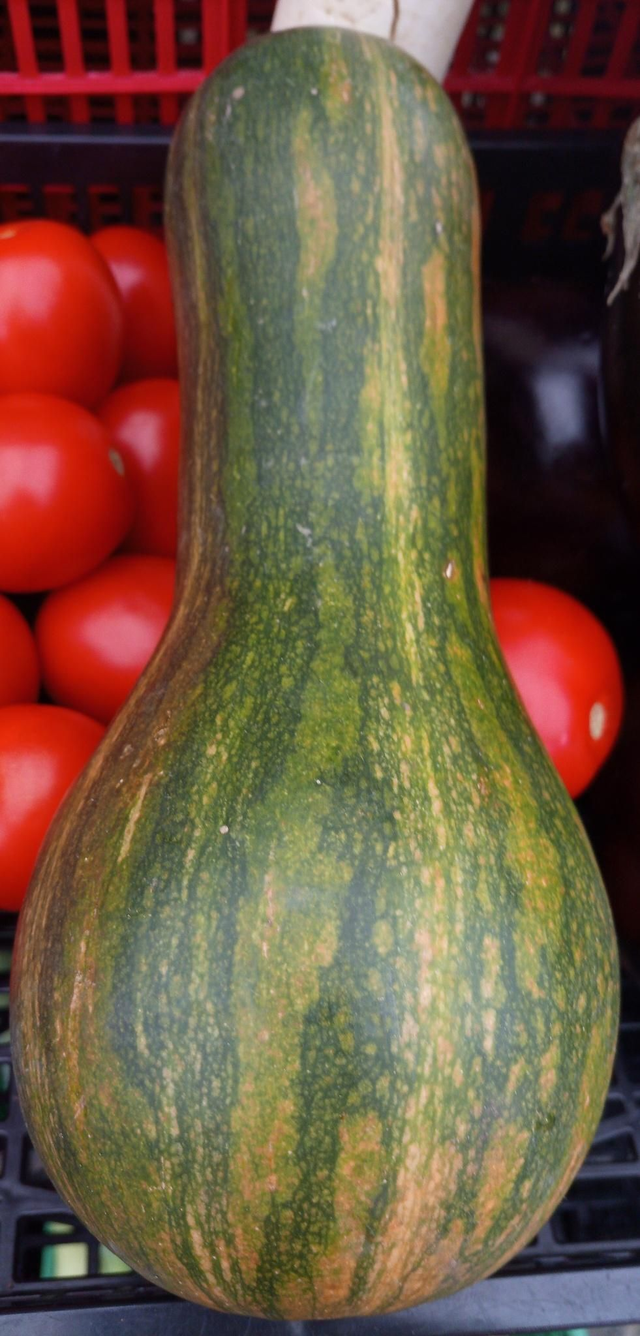 calabaza vasca (Galicia)