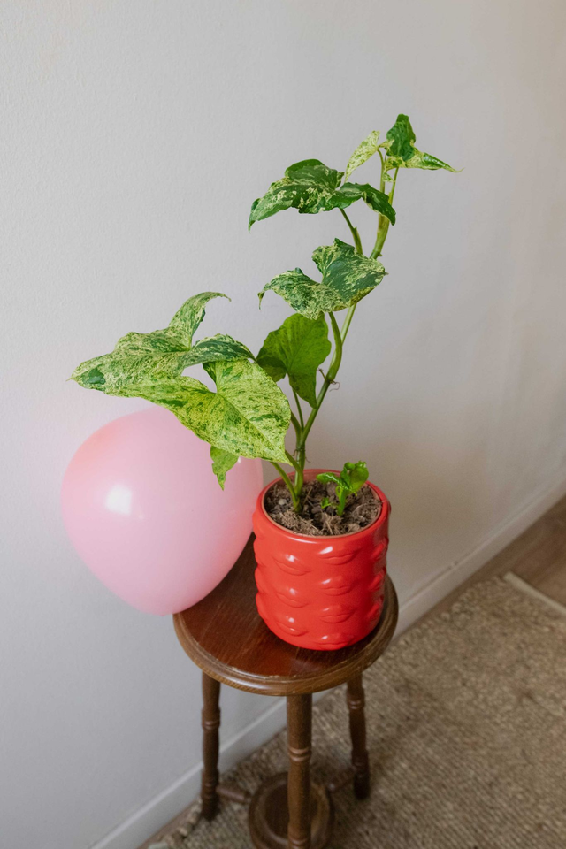 Babe planter 🧩 Mix & Match