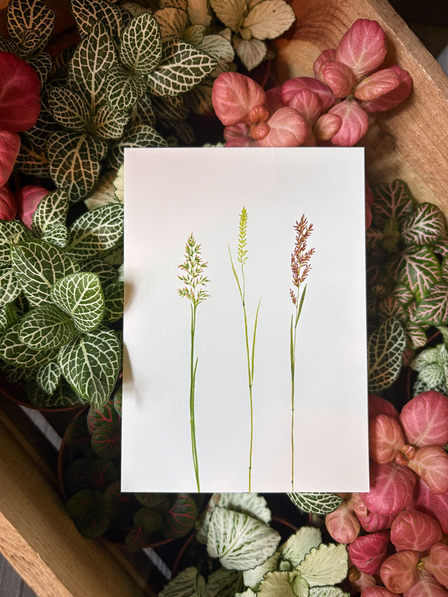 Illustration Graminées